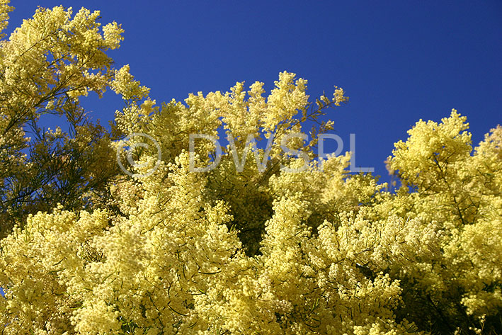 stock photo image: Tree, trees, acacia, acacias, wattle, yellow, yellow flower, yellow flowers.