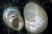 Shell, shells, sea shell, sea shells, seashell, seashells.