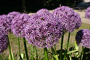 Europe, austria, austrian, salzburg, mirabell, mirabell garden, mirabell gardens, palace, palaces, mirabell palace, flower, flowers, allium, alliums, ornamental, ornamental allium, ornamental alliums, purple, purple flower, purple flowers.