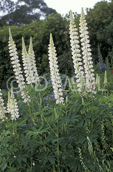 stock photo image: Flower, flowers, lupin, lupins, lupinus, white, white flower, white flowers, leguminosae, lupinus polyphyllus, polyphyllus, russell, russell lupin, russell lupins, perennial, perennials.