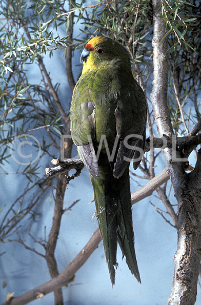 stock photo image: Australia, australian, bird, birds, australian bird, australian birds, parrot, parrots, kakariki, kakarikis, yellow fronted, yellow-fronted, yellow fronted kakariki, cyanoramphus, auriceps, cyanoramphus auriceps.