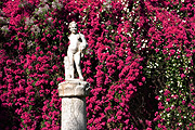 Spain, seville, spanish, architecture, casa de pilatos, mudejar, statue, statues, garden, gardens, pillar, pillars, column, columns, hedge, hedges, hedging, pink, pink flower, pink flowers, FF25,