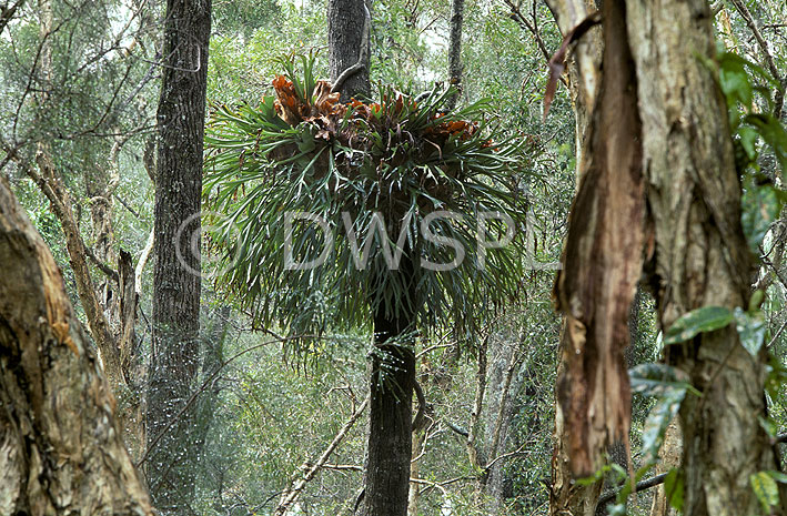 stock photo image: Fern, ferns, elkhorn fern, elkhorn ferns, elk horn, elk horns, elk horn fern, elk horn ferns, platycerium, platycerium bifurcatum, platycerium, bifurcatum, rainforest, rainforests, forest, forests, rain.