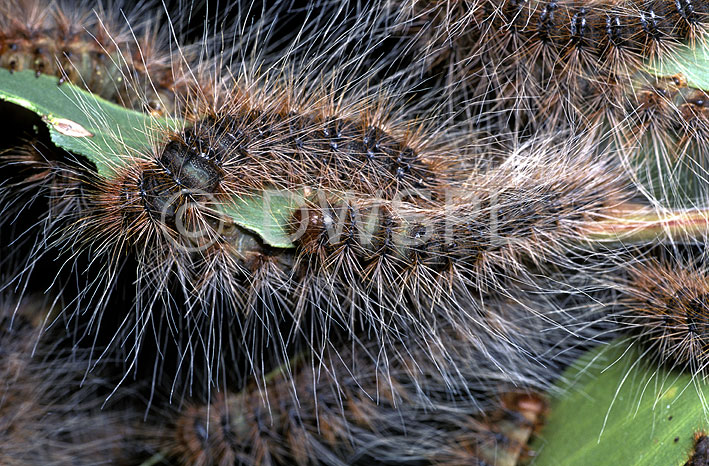 stock photo image: Australia, australian, pest, pests, plant pest, Plant pests, larvae, eucalyptus, eucalyptus tree, eucalyptus trees, gum tree, gum trees, insect, insects, caterpillar, caterpillars, processionary caterpillar, processionary caterpillars, teara, contraria, teara contraria, moth, moths, bag-shelter, bag-shelter moth, bag-shelter moths.