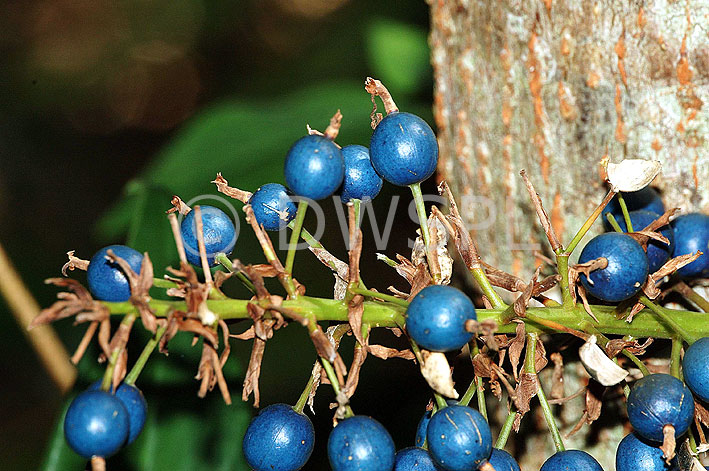 stock photo image: Tree, trees, ash, blueberry, blueberry ash, elaeocarpus, reticulatus, elaeocarpus reticulatus, blue, berry, berries, IS62,