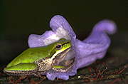 Australia, Australians, frog, frogs, amphibian, amphibians, sedge, sedge frog, sedge frogs, jacaranda, jacarandas, purple, purple flower, purple flowers, IS62,