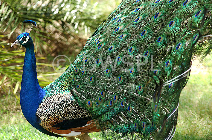 stock photo image: Animal, animals, australia, bird, birds, peacock, peacocks, colourful, pavo, cristafus, pavo cristafus, feather, feathers, IS62,