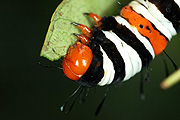 Insect, Insects, lepidoptera, australia, australian, caterpillar, caterpillars, moth, moths, noctuid, noctuid moth, noctuid moths, noctuidae, Josephs coat, painted vine, painted vine moth, painted vine moths, agaristinae, agarista, agricola, agarista agricola, IS62,