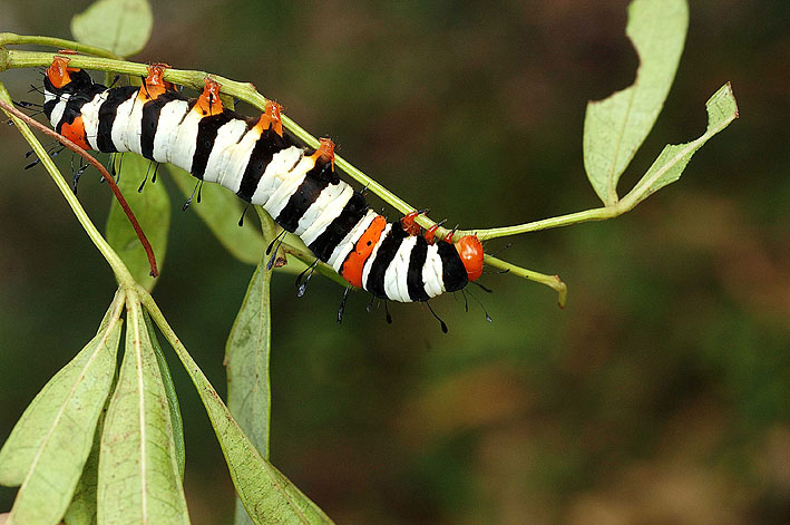 stock photo image: Insect, Insects, lepidoptera, australia, australian, caterpillar, caterpillars, moth, moths, noctuid, noctuid moth, noctuid moths, noctuidae, Josephs coat, painted vine, painted vine moth, painted vine moths, agaristinae, agarista, agricola, agarista agricola, IS62,