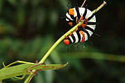 Insect, Insects, lepidoptera, australia, australian, caterpillar, caterpillars, moth, moths, noctuid, noctuid moth, noctuid moths, noctuidae, Josephs coat, painted vine, painted vine moth, painted vine moths, agaristinae, agarista, agricola, agarista agricola, IS62,