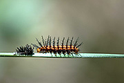 Insect, Insects, lepidoptera, australia, australian, caterpillar, caterpillars, moult, moults, moulting, IS62,