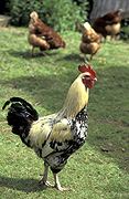 Animal, animals, bird, birds, chicken, chickens, hen, hens, poultry, free-range chicken, free-range chickens, fleur, lemon, lemon fleur, cockerel, cockerels, free-range, agriculture, farm, farms, poultry farm, poultry farms, organic, domestic chicken, domestic chickens, poot, poots, sable, sable poot, sable poots, Australia, Sport pictures, Sports, balloon images, hot air balloons