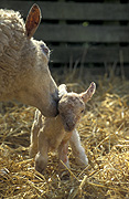 Farming, Farmland, farm, farms, animal, animals, sheep, meat industry, meat trade, lamb, lambs, livestock, ewe, ewes, young animal, young animals, baby animal, farm land, farming land, agriculture, baby animals, rural, rural scene, rural scenes, Australia, Sport pictures, Sports, balloon images, hot air balloons