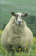 Farming, Farmland, farm, farms, animal, animals, sheep, meat industry, meat trade, livestock, farm land, farming land, agriculture, rural, rural scene, rural scenes, swaledale sheep, swaledale, Australia, Sport pictures, Sports, balloon images, hot air balloons