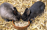 Animal, animals, rabbit, rabbits, baby animal, baby animals, young animal, young animals, straw, bowl, bowls, Australia, Sport pictures, Sports, balloon images, hot air balloons