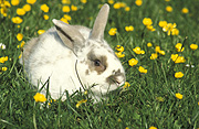 Animal, animals, rabbit, rabbits, pet, pets, domestic, domestic animal, domestic animals, buttercup, buttercups, yellow, yellow flower, yellow flowers, flower, flowers, Flora, Australia, Sport pictures, Sports, balloon images, hot air balloons