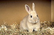 Animal, animals, rabbit, rabbits, brown, brown rabbit, brown rabbits, straw, hutch, hutches, rabbit hutch, rabbit hutches, pet, pets, domestic, domestic animal, domestic animals, Australia, Sport pictures, Sports, balloon images, hot air balloons