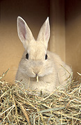 Animal, animals, rabbit, rabbits, brown, brown rabbit, brown rabbits, straw, hutch, hutches, rabbit hutch, rabbit hutches, pet, pets, domestic, domestic animal, domestic animals, Australia, Sport pictures, Sports, balloon images, hot air balloons