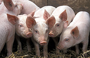 Agriculture, Livestock, pig, animal, animals, pigs, meat industry, meat trade, piglet, piglets, baby animal, baby animals, young animal, young animals, cute animal, cute animals, litter, litters, Australia, Sport pictures, Sports, balloon images, hot air balloons