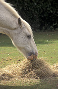 Animal, animals, horse, horses, white, white horse, white horses, hay, eat, eats, eating, Australia, Sport pictures, Sports, balloon images, hot air balloons