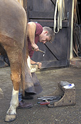 Animal, animals, horse, horses, brown, brown horse, brown horses, man, men, male, males, occupation, occupations, blacksmith, blacksmiths, hammer, hammers, harmmering, Australia, Sport pictures, Sports, balloon images, hot air balloons
