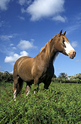 Animal, animals, horse, horses, brown, brown horse, brown horses, Australia, Sport pictures, Sports, balloon images, hot air balloons