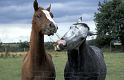 Animal, animals, horse, horses, brown, brown horse, brown horses, fence, fences, Australia, Sport pictures, Sports, balloon images, hot air balloons