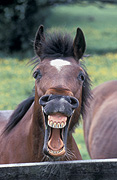 Animal, animals, horse, horses, brown, brown horse, brown horses, fence, fences, Australia, Sport pictures, Sports, balloon images, hot air balloons