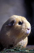 Animal, animals, guinea pig, guinea pigs, pet, pets, cavy, cavies, Australia, Sport pictures, Sports, balloon images, hot air balloons