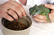 Animal, animals, lizard, lizards, reptile, reptiles, squamate, squamates, chordata, chamaeleonidae, chameleon, chameleons, pet, pets, hand, hands, jewellery, ring, rings, bowl, bowls, Australia, Sport pictures, Sports, balloon images, hot air balloons