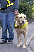 People, man, men, male, males, guide dog, guide dogs, blind, blindness, blind person, blind people, harness, harnesses, labrador, labradors, dog, dogs, domestic, domestic dog, domestic dogs, road, roads, sealed, sealed road, sealed roads, footpath, footpaths, footpath, footpaths, path, paths, pathway, pathways, Australia, Sport pictures, Sports, balloon images, hot air balloons