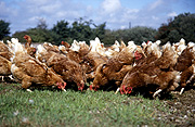 Animal, animals, bird, birds, chicken, chickens, hen, hens, poultry, free-range chicken, free-range chickens, free-range, agriculture, farm, farms, poultry farm, poultry farms, organic, domestic chicken, domestic chickens, Australia, Sport pictures, Sports, balloon images, hot air balloons
