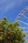 Spain, seville, spanish, tree, trees, fruit tree, fruit trees, orange, oranges, orange tree, orange trees, sebastian, Prado, Prado de san sebastian, ferris wheel, ferris wheels, ferriswheel, ferriswheels, fair, fairs, fairground, fairgrounds, fair ground, fair grounds, fairground ride, fairground rides, theme park, theme parks, amusement, amusement ride, amusement rides, amusement park, amusement parks, fun spot, fun spots, fun park, fun parks, circle, circles, wheel, wheels, ferris, FF25,