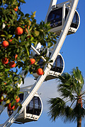 Spain, seville, spanish, tree, trees, fruit tree, fruit trees, orange, oranges, orange tree, orange trees, sebastian, Prado, Prado de san sebastian, ferris wheel, ferris wheels, ferriswheel, ferriswheels, fair, fairs, fairground, fairgrounds, fair ground, fair grounds, fairground ride, fairground rides, theme park, theme parks, amusement, amusement ride, amusement rides, amusement park, amusement parks, fun spot, fun spots, fun park, fun parks, circle, circles, wheel, wheels, ferris, FF25,