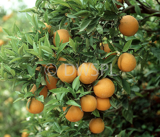 stock photo image: Food, Fruit, Fruit tree, Fruit trees, Tree, Trees, orange, oranges, orange tree, orange trees, citrus, citrus fruit, citrus fruits, navelina, navelina orange, navelina oranges, navelina orange tree, navelina orange trees, citrus, citrus tree, citrus trees.