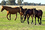 Australia, New South Wales, temora, horse, horses, animal, animals, brown, brown horse, brown horses, CS34,