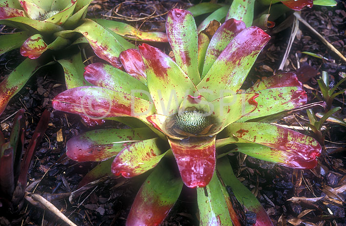 stock photo image: Flower, flowers, neoregelia, neoregelias, correia, araujoi, correia-araujoi, neoregelia correia-araujoi, red, red flower, red flowers, bromeliad, bromeliads.