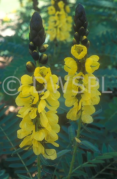 stock photo image: Floral, floral, flower, flowers, peanut butter, peanut butter trees, tree, trees, senna, didymobotrya, senna didymobotrya, cassia, cassias, cassia didymobotrya, yellow, yellow flower, yellow flowers.