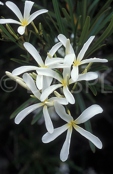 stock photo image: Flower, flowers, Frangipani, frangipanis, frangipanis, plumeria, filifolia, plumeria filifolia, cuban, cuban frangipani, cuban frangipanis, white, white flower, white flowers.