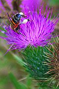 Insect, insects, bee, bees, thistle, thistles, purple, purple flower, purple flowers, CS34,
