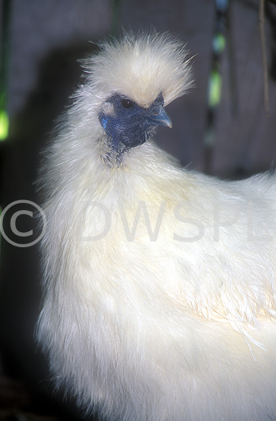 stock photo image: Chicken, Chickens, Animal, Animals, Bird, birds, pet, pets, fowl, silky, chinese silky chicken, chinese silky chickens, chinese silkie chicken, chinese silkie chickens, silkie chicken, silkie chickens, hen, hens, poultry, austraLIA, phasianidae.