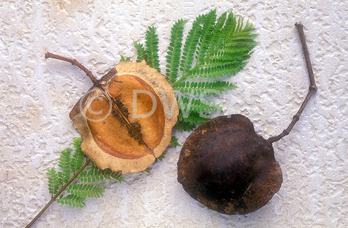 stock photo image: Tree, trees, jacaranda, jacaranda tree, jacaranda trees, seed, seeds, pod, pods, leaf, leaves, Royalty Free Image