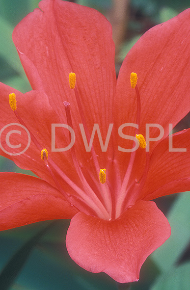 stock photo image: Flower, flowers, amaryllidaceae, vallota, vallotas, speciosa, vallota speciosa, amaryllidaceae, george, george lily, george lilies, scarborough lily, scarborough lilies, orange, orange flower, orange flowers.