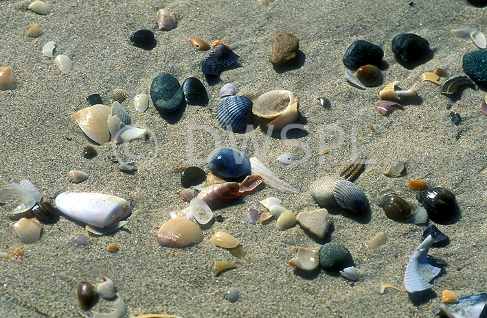 stock photo image: Marinelife, Marine life, Aquatic, Aquatic life, Sea life, Sealife, shell, shells, mollusc, molluscs, gastropod, gastropods, seashell, seashells, sea shell, sea shells, beach, beaches, sand.