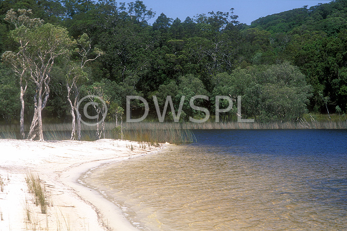 stock photo image: Australia, qld, queensland, cooloola, cooloola np, cooloola national park, national park, national parks, poona, lake poona, lake, lakes, water, tree, trees, beach, beaches, DFF, DFFNATPKS, forest, forests.