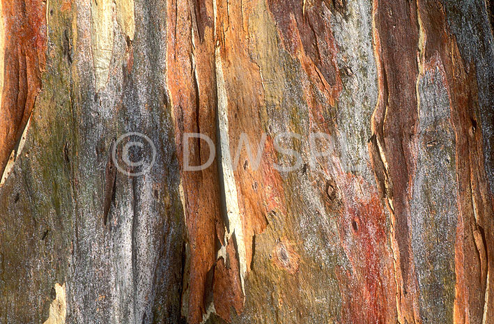 stock photo image: Tree, trees, gum tree, gum trees, pattern, patterns, eucalyptus, eucalyptus tree, eucalyptus trees, yellow box, yellow-box, yellow-box gum tree, yellow-box gum trees, yellow box gum tree, yellow box gum trees, trunk, trunks, tree trunk, tree trunks, bark.