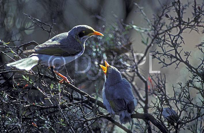 stock photo image: Animal, animals, bird, birds, australia, australian, australian bird, australian birds, miner, miners, miner bird, miner birds, yellow-throated, yellow throated, yellow-throated miner bird, yellow-throated miner birds, yellow throated miner bird, yellow throated miner birds, manorina, flavigula, manorina flavigula, goldfields, wa, western australia, australia.