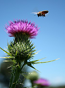 Insect, insects, bee, bees, thistle, thistles, flight, flying, JE74,