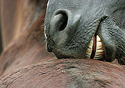 Animal, animals, horse, horses, teeth, tooth, bite, bites, biting, pain, painful, hurt, hurts, hurting.