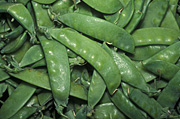 SNOW PEAS (PISUM SATIVUM) ALSO KNOWN AS CHINESE SNOW PEAS, SUGAR PEAS AND MANGETOUT